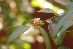 Glochidion candolleanum